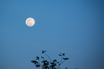 The Moon is an astronomical body that being Earth's only permanent natural satellite. 