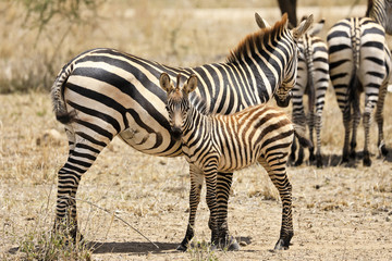 Fototapeta na wymiar A mother and baby zebra in Tanzania graze in the grass