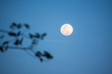 The Moon is an astronomical body that being Earth's only permanent natural satellite. 