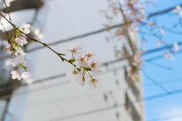 Papier Peint photo autocollant Fleur de cerisier Beautiful cherry blossom sakura in spring time over blue sky.