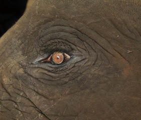 Elephants Eye