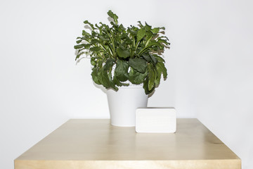 Houseplant in a white pot and rectangular clock on a wooden table on a white background