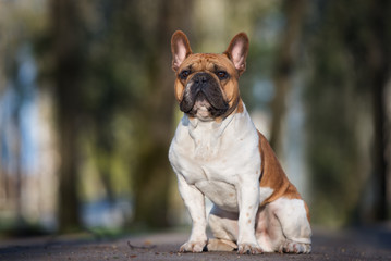 french bulldog dog sitting outdoors
