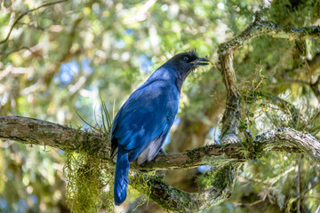 Azure Jay or Gralha Azul bird (Cyanocorax caeruleus) in Itaimbezinho Canyon at Aparados da Serra National Park - Cambara do Sul, Rio Grande do Sul, Brazil
