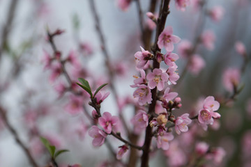 Pink Cherry Blossom Flowers Blooming 