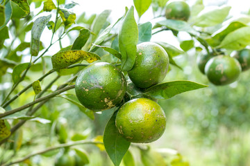 Mandarins, fruits, sing, green, growth, bush, tree, nature. Tropical exotic Bali island, Indonesia.