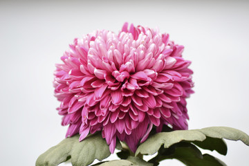 Autumn Chrysanthemum Show