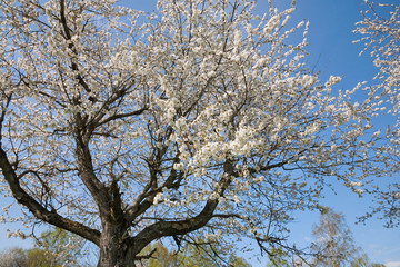 Blooming cherry tree