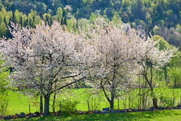 Naklejka premium Blooming cherry tree