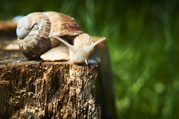 Burgundy snail (Helix, Roman snail, edible snail, escargot) crawling on its old wood.