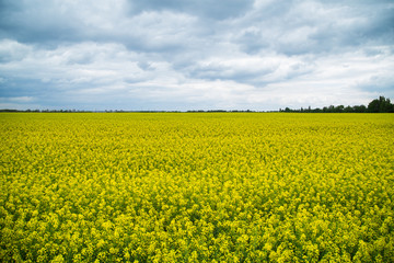 Obraz premium canola field blooming with yellow and green with the horizon line and the sky