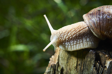 A common garden snail climbing on a stump. Snail balancing on the edge of the old stump.