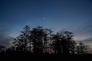 moon over cypress swamp