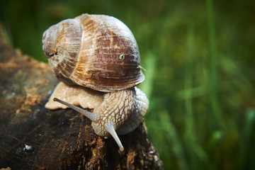 A common garden snail climbing on a stump. Snail balancing on the edge of the old stump.
