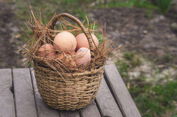 Fresh chicken country eggs