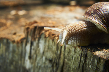 A common garden snail climbing on a stump. Snail balancing on the edge of the old stump.