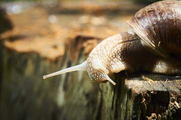 A common garden snail climbing on a stump. Snail balancing on the edge of the old stump.