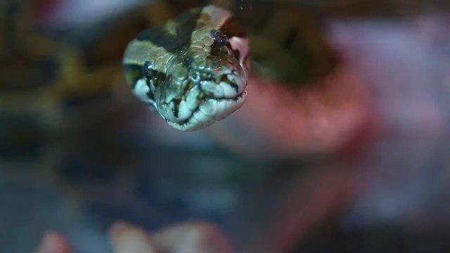 Closeup of snake or python in terrarium in zoo. Real time hd video footage.