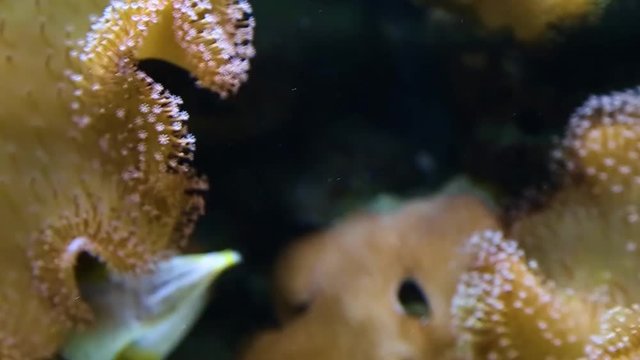 Closeup of beautiful grey and yellow color pufferfish with cute funny four teeth in mouth and big eyes cheerfully swimming in aquarium water then hiding quickly in shelter. Arothron nigropunctatus.