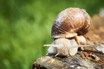A common garden snail climbing on a stump. Snail balancing on the edge of the old stump.