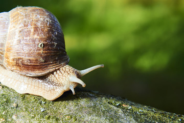Burgundy snail (Helix, Roman snail, edible snail, escargot) crawling on its old wood.