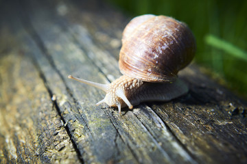 Burgundy snail (Helix, Roman snail, edible snail, escargot) crawling on its old wood.
