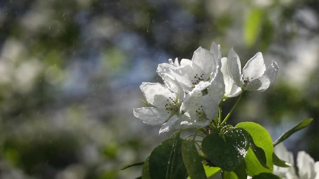 Water mist flying around pear flowers after spraying in slow motion against blooming trees. Shooting with high-speed camera.
