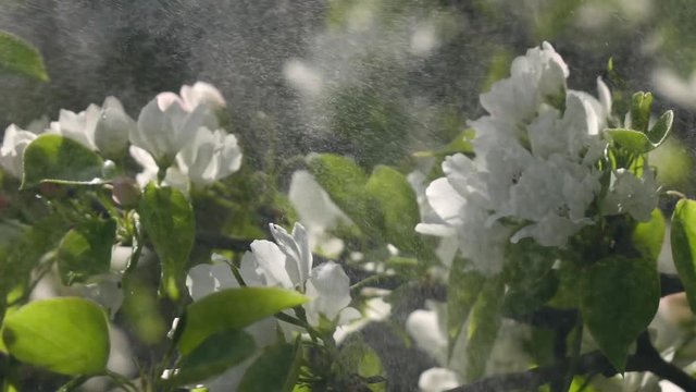 Pear flowers spraying by water in slow motion. Shooting with high-speed camera.
