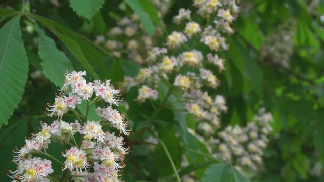 Blooming chestnut tree. Swaying branches with flowers and green leaves. 