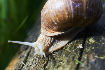 Burgundy snail (Helix, Roman snail, edible snail, escargot) crawling on its old wood.
