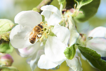 Honey bee collects nectar on the apple tree blossom