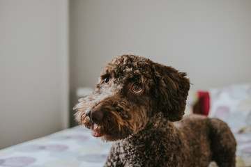 Brown Spanish Water Dog with lovely faces and big brown eyes lying on the bed. Indoor portrait