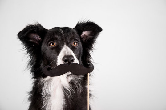 Border collie with a moustache