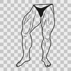 Vector image lower body man. The muscles of the legs on a transparent background