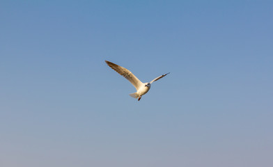 one seagull fly on sky at Thailand