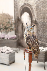 owl