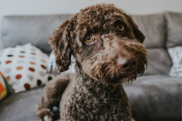Brown Spanish Water Dog with lovely faces and big brown eyes lying on the sofa. Indoor portrait