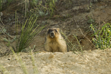 Детеныши сурка