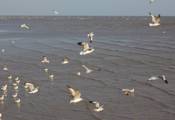 Fototapeta premium seagulls is flying from sea
