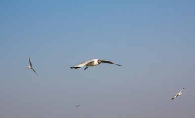 seagull fly on the sky at samutprakarn Thailand