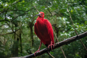 Scarlet Ibis at Parque das Aves - Foz do Iguacu, Parana, Brazil