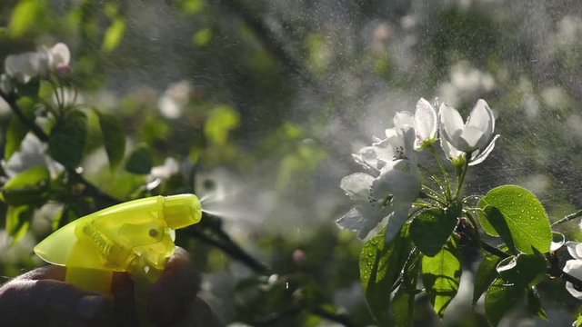 Gardener man spraying pear flowers by water in slow motion.
