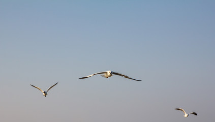 Obraz premium seagull fly