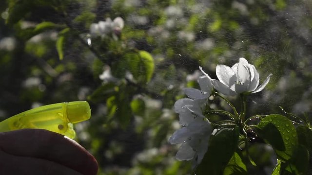 Gardener man spraying pear flowers by water in extreme slow motion. Closeup shot. Shooting with high-speed camera.
