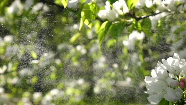 Pear flowers are spraying by water in slow motion against blooming trees.
