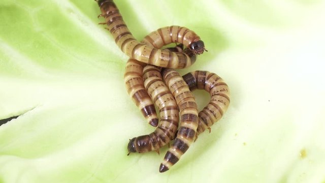 Zofobas larvae on cabbage