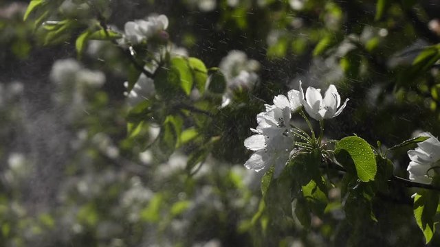 Flowers of pear tree are spraying by water in slow motion against blooming trees. Shooting with high-speed camera.
