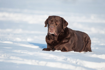 Lying brown labrador in winter