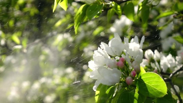 Pear flowers spraying by water in extreme slow motion against sunny orchard background. Shooting with high-speed camera in sunny day.
