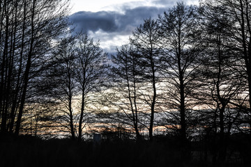 Landscape of trees by the sunset.